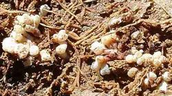 Frankia bacteria Frankia bacteria on Ceanothus rots